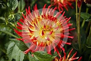 Close up of the spiky red and yellow Dahlia Kenora Sunset flowers in garden