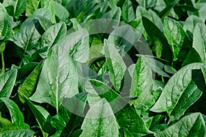 Close-up of Spinacia oleracea in field.