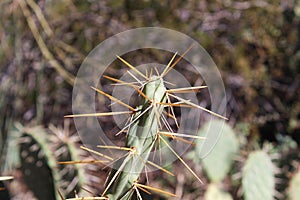 Close up of the spines on a Cylindropuntia x tetracantha cactus