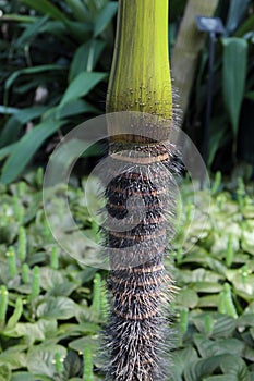 Close Up of the Spines Growing out of a Seychelles Stilt Palm Tree Trunk