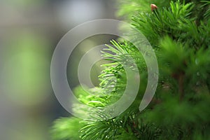 close-up of the spines of a Scots pine with bokeh background