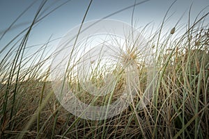 Close-Up of Spinifex Coastal Grass