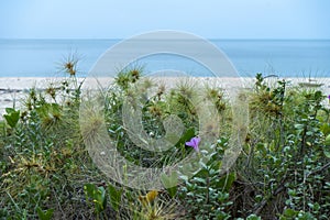 Close up Spinifex littoreus grass on the beach