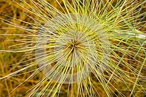 Close up Spinifex littoreus grass plant