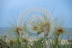 Close up Spinifex littoreus grass plant