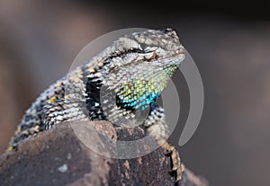 Close up of a spiny desert lizard