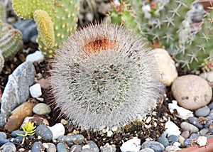 Close up on spiny pincushion cactus growing in small rock garden