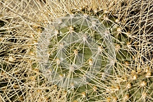 Close up of spiny prickly pear cactus