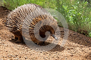 Close up of  spiny scurrying Echidna