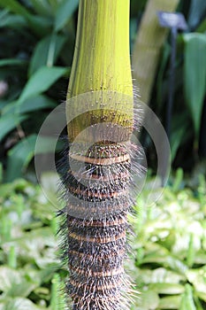 Close Up of the Spiny Tree Trunk of a Seychelles Stilt Palm