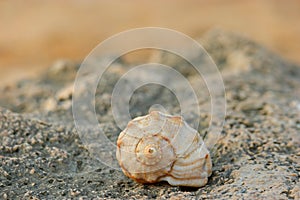 Close-up of spiral sea shell on the coast rock