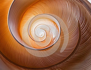 A close-up of a spiral seashell with smooth curves creates an abstract appearance