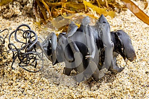 Close up of spiral shark egg case from the shark family Heterodontidae washed up attached to seaweed found on beach.