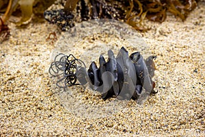 Close up of spiral shark egg case from the shark family Heterodontidae washed up attached to seaweed found on beach.