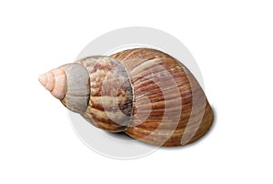 Close up spiral shell isolated on white background with clipping path