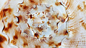 Close up of a spiral shell texture