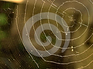 Spiral spider web