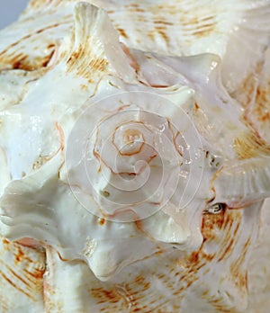 Close-up of spiral and texture of natural Branched Murex sea shell