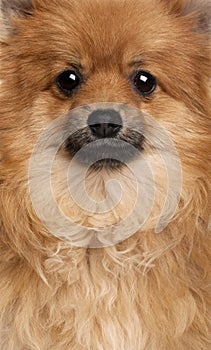 Close-up of Spitz dog,