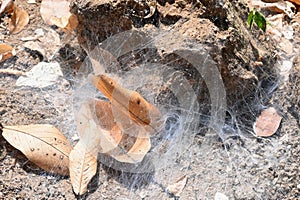 A close up spooky spider web between the cave rocks for hunting the small insects