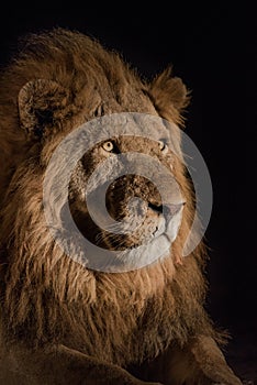 Close up of a spot lit male lion`s face.