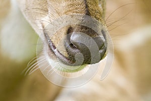 Close-up on a spotted deer snout, in Bardia, Nepal photo