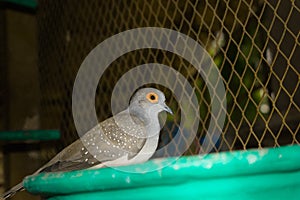 Close up of spotted dove in a cage