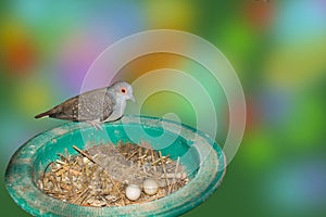 Close up of spotted dove in nest with two eggs