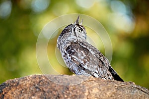 Close up Spotted eagle-owl, Bubo africanus, isolated on a granit rock, side view. Wild owl against green background, wildlife