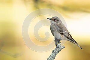 Close-up of a spotted flycatcher or Muscicapa striata perched on a branch