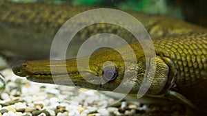 Close up of Spotted gar or Lepisosteus oculatus fish photographed in an aquarium