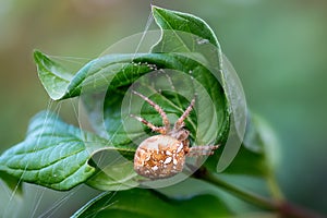 Close up of a spotted garden spider ,Araneus quadratus, woven between green leaves