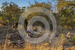 Close up of a spotted hyena feeding on the carcass of a dead giraffe encircled by numerous vultures