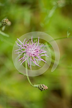 Close-up of a Spotted Knapweed â€“ Centaurea maculosa