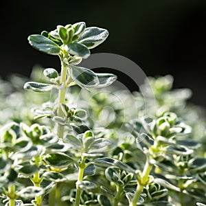 Close-up of the spotted leaves of lemon thyme, Thymus citriodorus