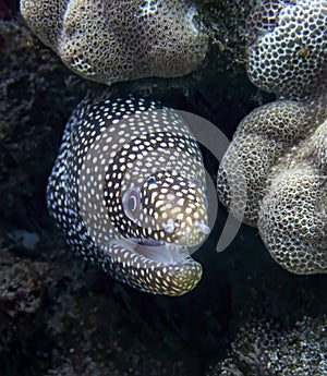 Close Up Spotted Moray Eel in Reef Underwater in Hawaii