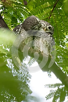 Close up Spotted owlet