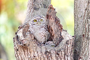 Close up of spotted owlet or athene brama bird