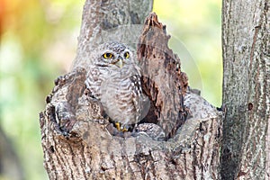 Close up of spotted owlet or athene brama bird