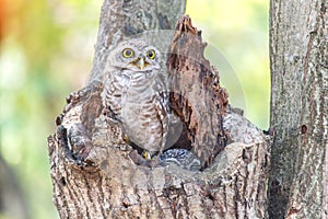 Close up of spotted owlet or athene brama bird