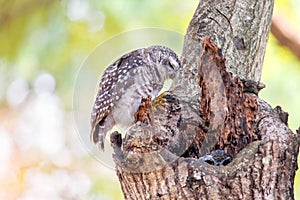 Close up of spotted owlet or athene brama bird sleeping on the tree