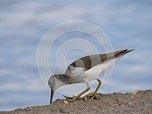Close Up of a Spotted Sandpiper Peering Over the Edge of an Embankment with the Lake in the Background