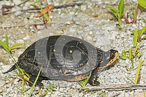 Spotted Turtle - Clemmys guttata photo