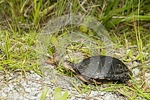 Spotted Turtle - Clemmys guttata photo