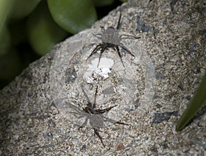 Close Up of a  Spotted Wolf Spider on Stone