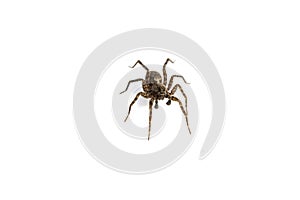 Close Up of a  Spotted Wolf Spider on White Background