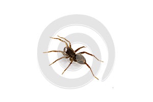 Close Up of a  Spotted Wolf Spider on White Background