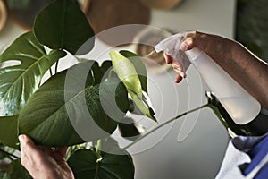 Close up of spraying green leaves from a spray bottle
