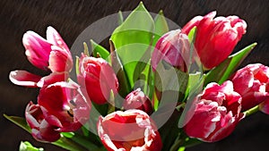 Close-up spraying water drops on red tulips petals in slow motion. Bouquet of flowers with green leaves indoors in