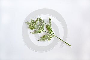 Close up of a sprig of Fresh Dill Anethum graveolens